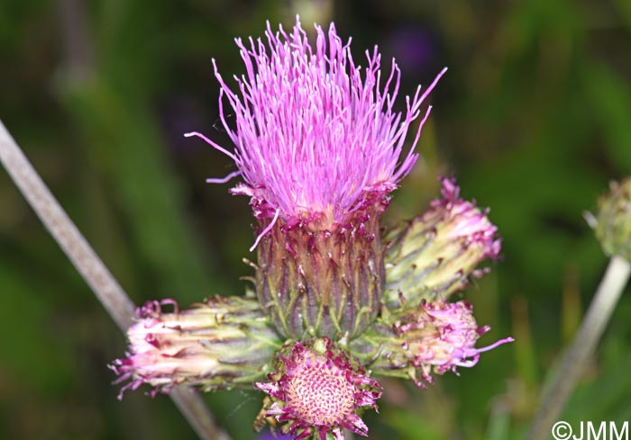 Cirsium heterophyllum