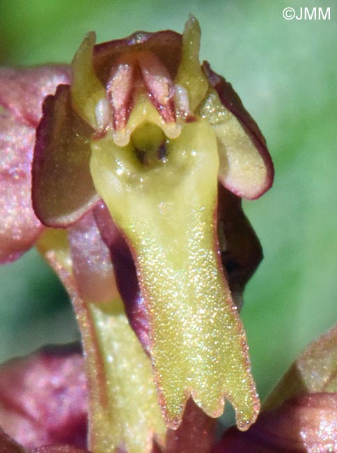 Coeloglossum viride
