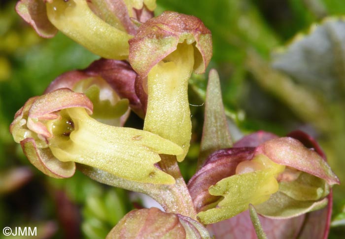Coeloglossum viride