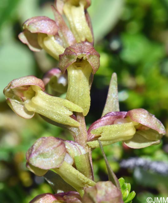 Coeloglossum viride