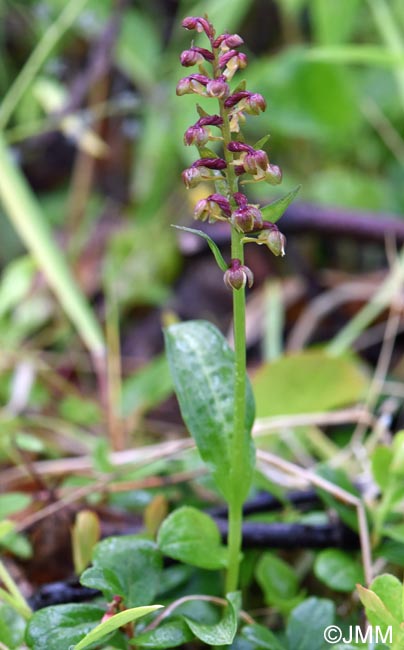 Coeloglossum viride