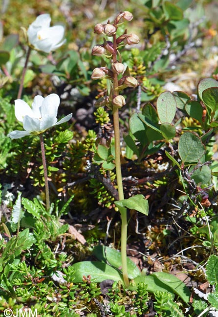 Coeloglossum viride et Dryas octopetala