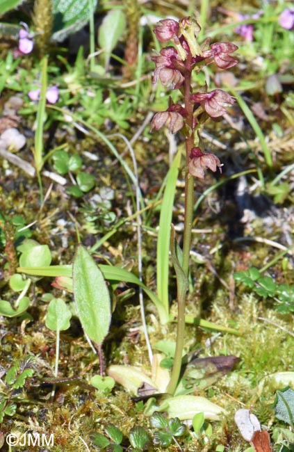Coeloglossum viride et Pinguicula vulgaris