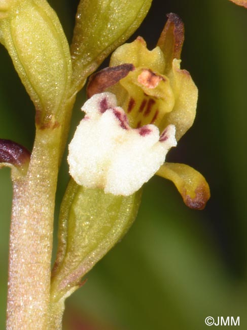 Corallorhiza trifida