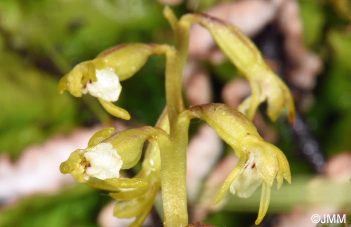 Corallorhiza trifida