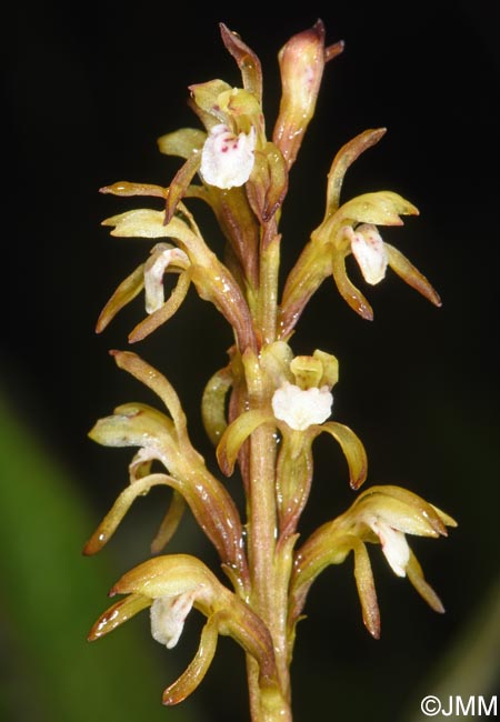 Corallorhiza trifida