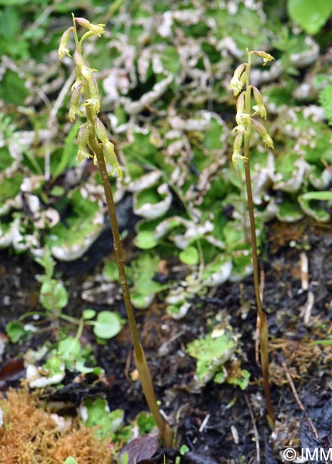 Corallorhiza trifida