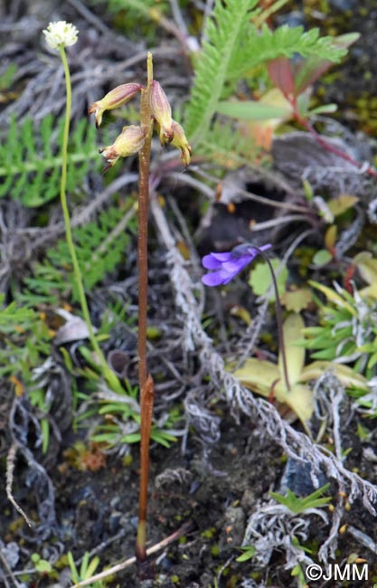 Corallorhiza trifida & Pinguicula vulgaris & Tofielda pusilla