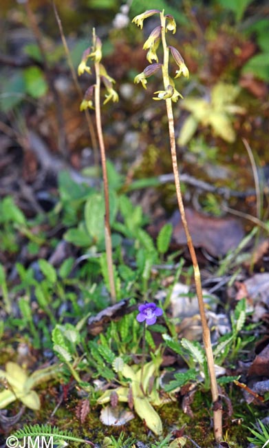 Corallorhiza trifida & Pinguicula vulgaris