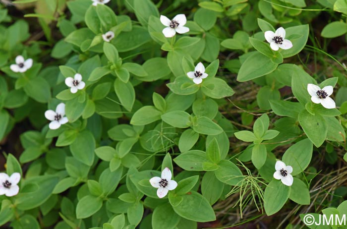 Cornus suecica
