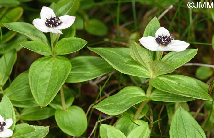 Cornus suecica