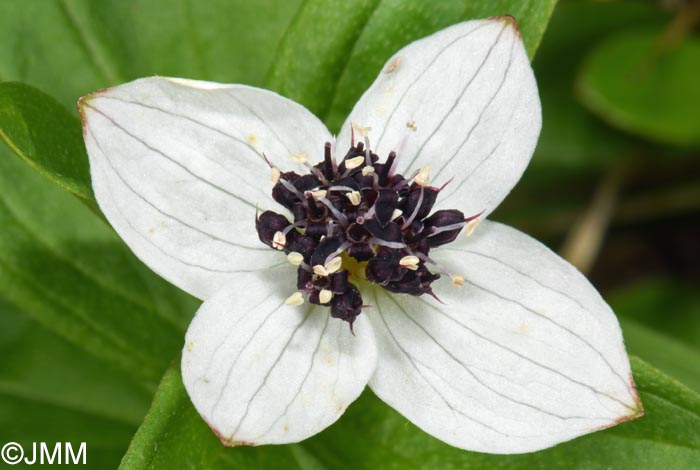 Cornus suecica