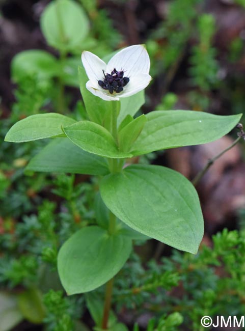 Cornus suecica