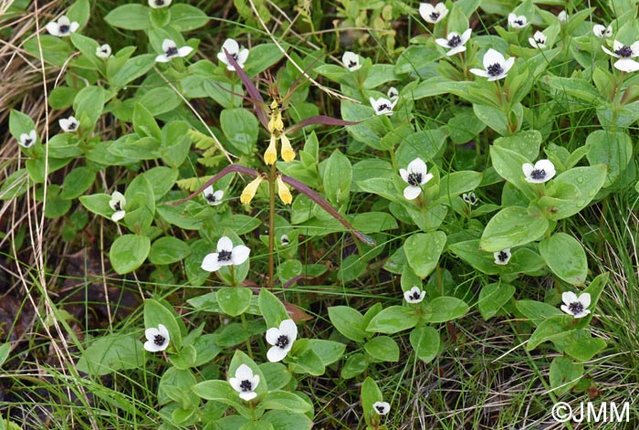 Cornus suecica & Melampyrum pratense