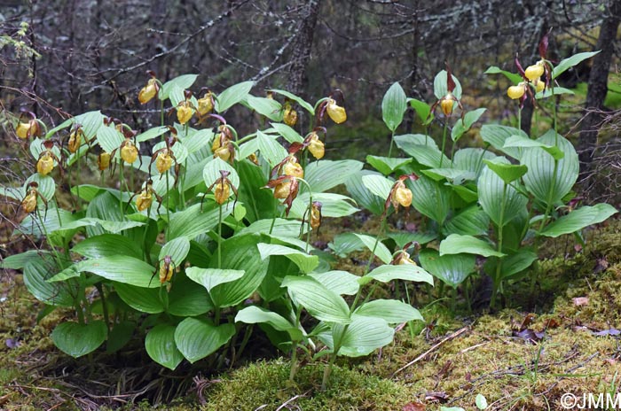 Cypripedium calceolus