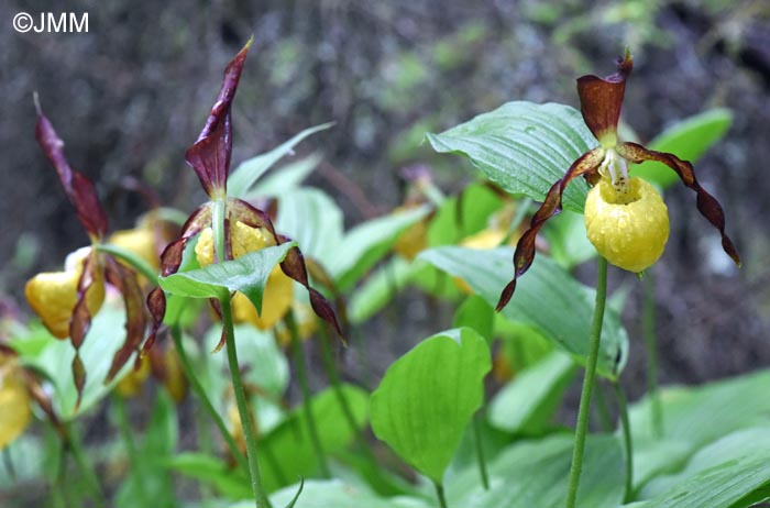 Cypripedium calceolus
