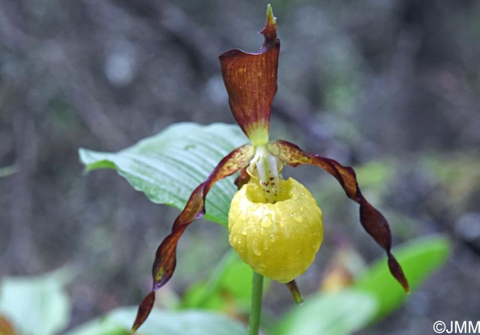 Cypripedium calceolus