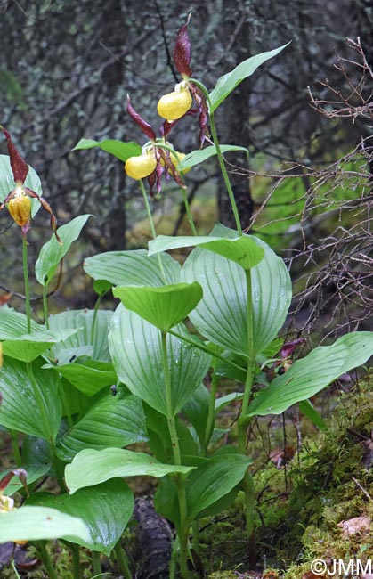 Cypripedium calceolus