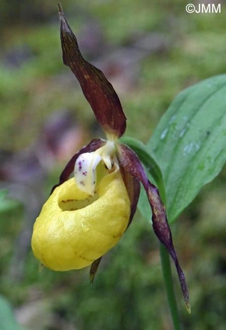 Cypripedium calceolus