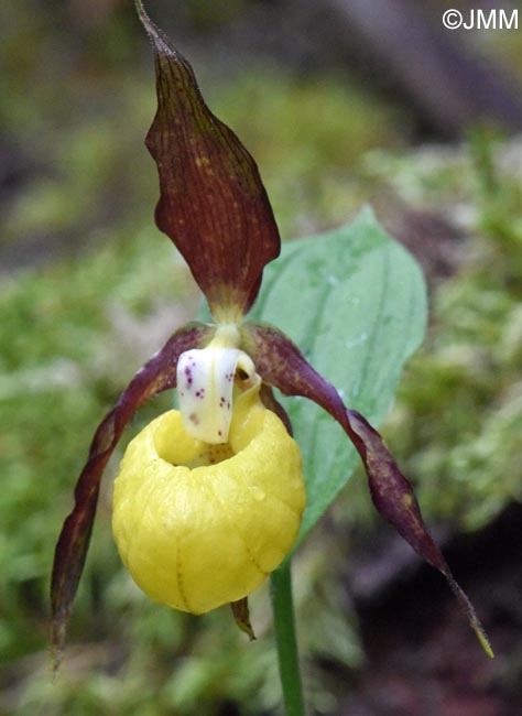 Cypripedium calceolus