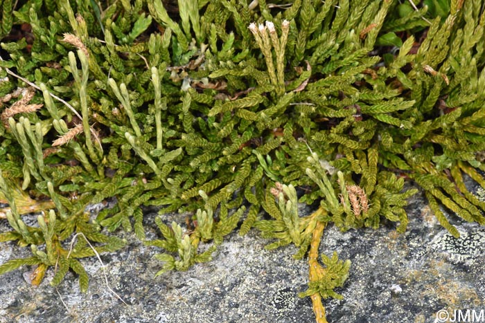 Diphasiastrum alpinum