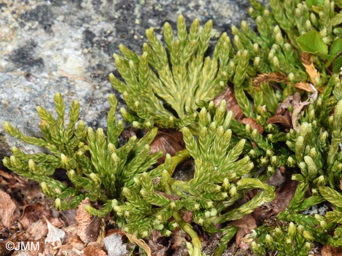 Diphasiastrum alpinum