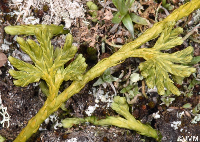 Diphasiastrum alpinum
