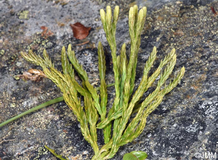 Diphasiastrum alpinum