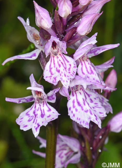 Dactylorhiza cf. sudetica