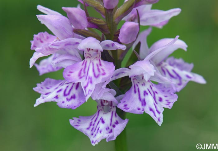 Dactylorhiza cf. sudetica