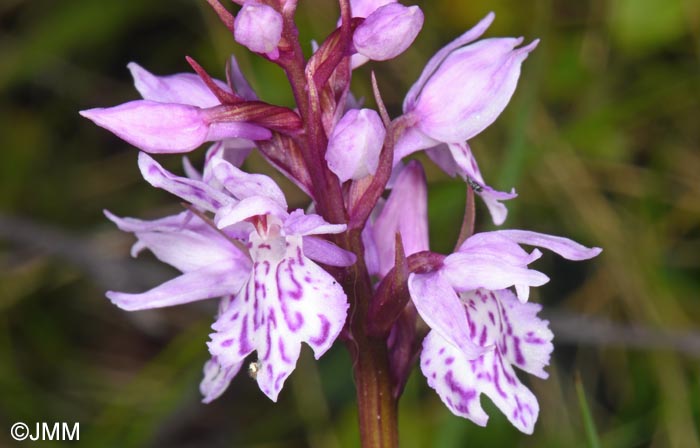 Dactylorhiza cf. sudetica
