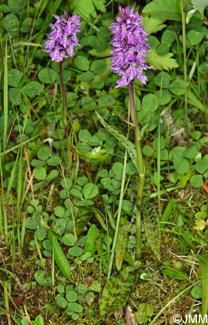 Dactylorhiza cf. sudetica