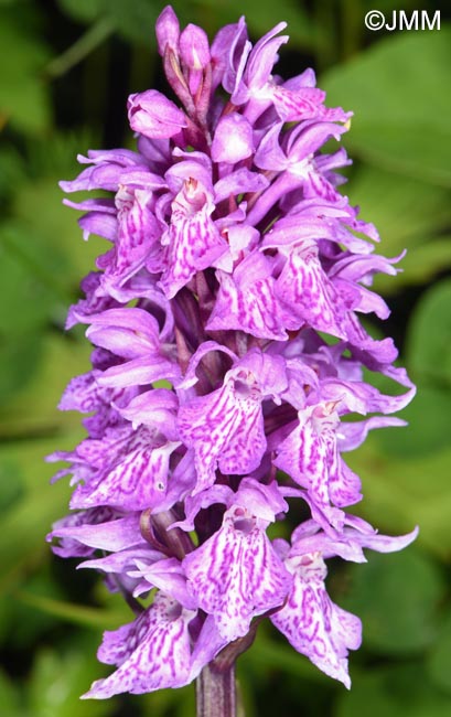 Dactylorhiza cf. sudetica