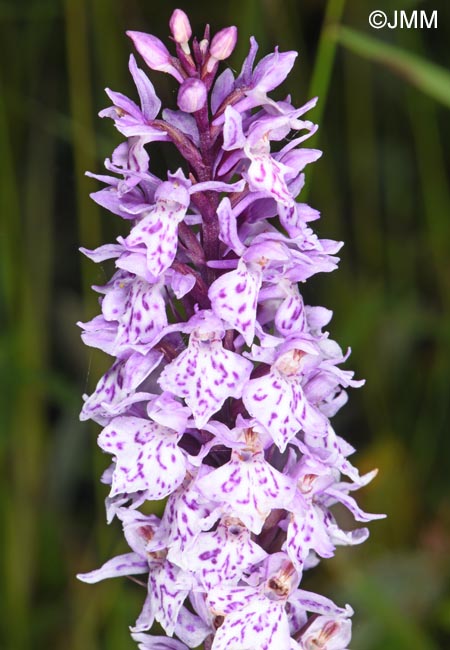 Dactylorhiza cf. sudetica