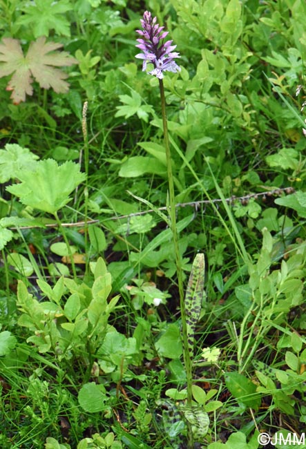 Dactylorhiza cf. sudetica