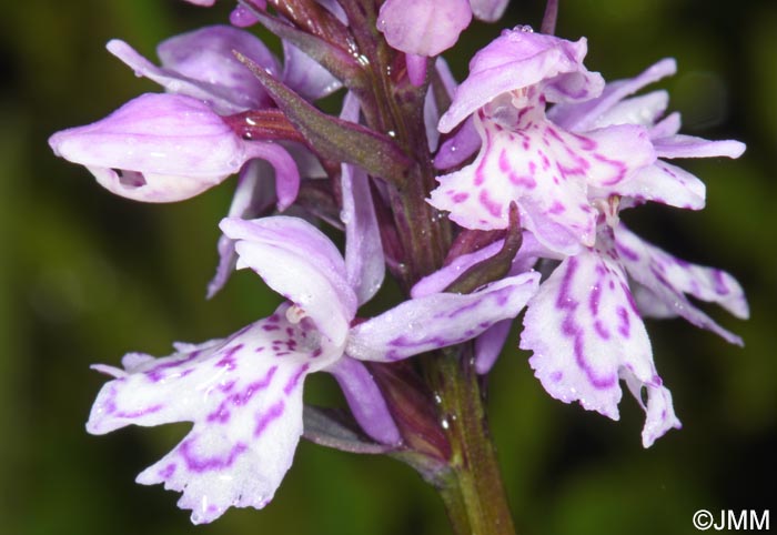 Dactylorhiza cf. sudetica
