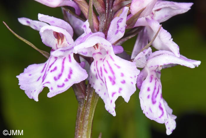 Dactylorhiza cf. sudetica