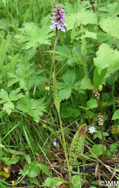Dactylorhiza cf. sudetica