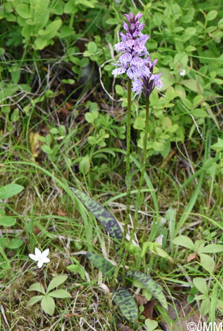 Dactylorhiza cf. sudetica