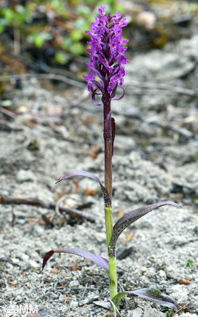 Dactylorhiza cruenta