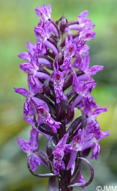 Dactylorhiza cruenta