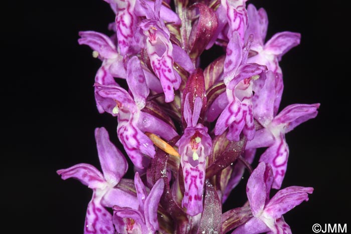Dactylorhiza cruenta