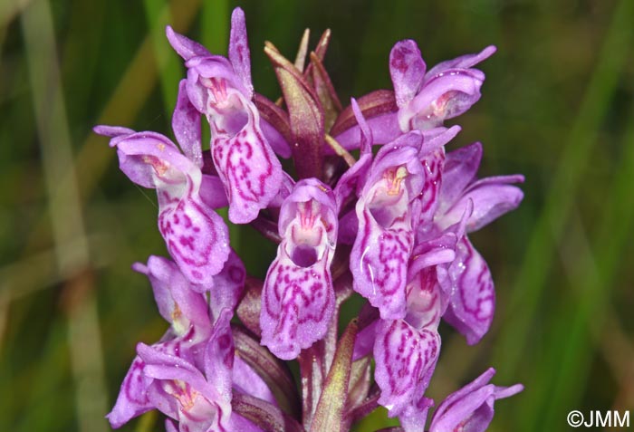 Dactylorhiza cruenta