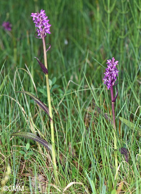 Dactylorhiza cruenta