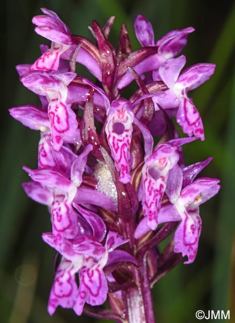 Dactylorhiza cruenta