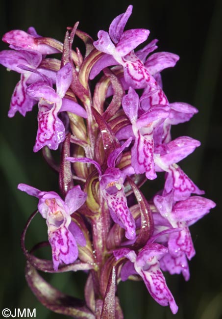 Dactylorhiza cruenta