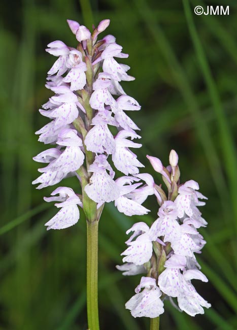 Dactylorhiza ericetorum