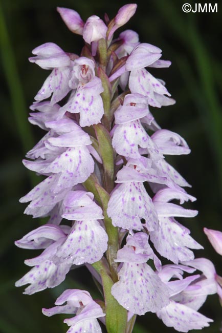 Dactylorhiza ericetorum