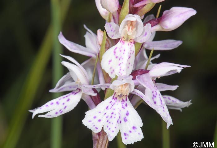 Dactylorhiza ericetorum