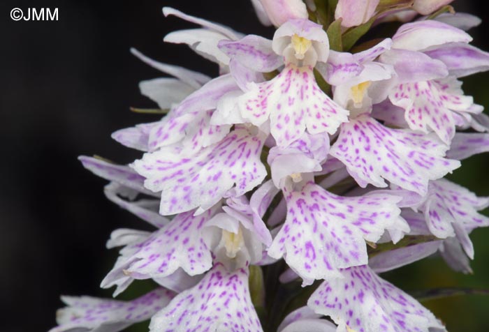 Dactylorhiza ericetorum